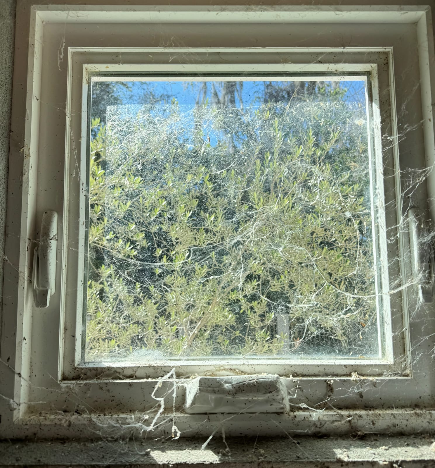 Window Cleaning in Progress